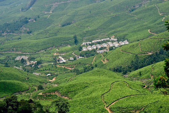 Kolukkumalai Tea Estate
